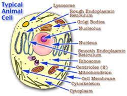 Difference Between Animal And Plant Cells Animal Cell Parts Animal Cell Anatomy Animal Cells Model