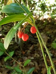 Image result for Crossopetalum mossambicense