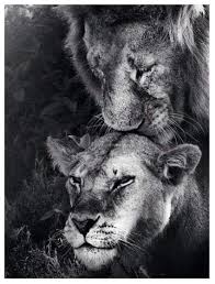 Stirnkusse Ich Werde Dich Immer Lieben Ich Werde Immer Dein Konig Sein Und Eines Tages Immer Konig Lieben Stirn Lion Love Animals Animal Photography