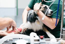 We did not find results for: Pet Surgery Near Me 05403 Green Mountain Animal Hospital