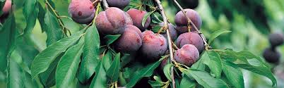 Image result for pruning plum trees