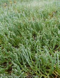 Image result for Sarcocornia natalensis