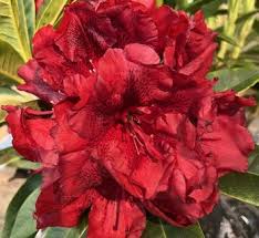 Image result for Rourea thomsonii