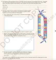 Solved Name Lab Exercise Dna Structure 2 3 And Function D