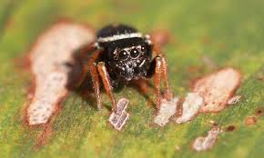 ثقافة وعلوم بالصور أغرب أشكال العناكب لم تراها من قبل Spiders Funny Bizarre Spider