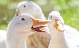 What is the tastiest duck to eat?