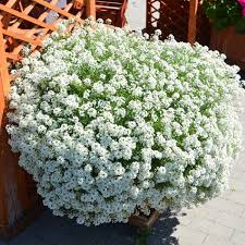 Water in well and mulch #proplanttips for magnolia tree care pay attention to watering pruning magnolias how to plant magnolia trees 1. Snow Princess Lobularia Plant Sweet Alyssum Free Shipping Alyssum Plants Alyssum Flowers