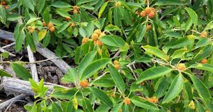 Lihat ide lainnya tentang daun, gambar, seni mosaik. Ciri Ciri Pohon Sisir Kaliage Maclura Cochinchinensis Di Alam Liar Ciriciripohon Com