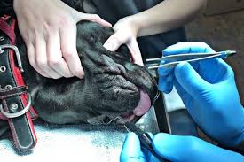 How to remove a skin tag from a dog. Skin Tags On Dogs Pictures And Removal Cost Skin Care Geeks
