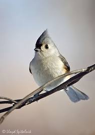 Birds With Tufted Heads Tufted Titmouse Baeolophus Bicolor North American Birds Online Guide Titmouse North American Animals Backyard Birds
