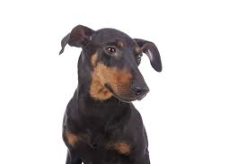 Dobermann kaufen und verkaufen ✔ tierheimhunde, rassehunde, mischlinge und welpen ➽ jetzt traumhund finden auf edogs.de! Manchester Terrier Temperament Beschreibung Dogbible