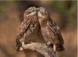 20 Casais De Animais Que Provam Que O Amor Existe De Verdade Incrivel