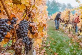 When looking for insurance for wineries there are many factors to consider jmi insurance can provide policies and help. Insurance For Wineries Wine Producers An Introductory Guide Part 1 Hops Vine Consultants