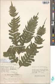 Image result for Pteris auquieri
