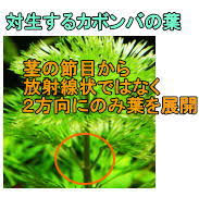 アンブリアの育て方