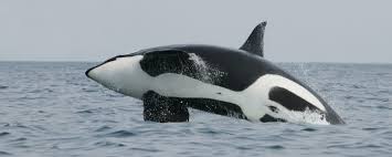 Killer Whales on Monterey Bay - Sea Goddess Whale Watching