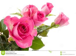 Resultado de imagen de rosas flores