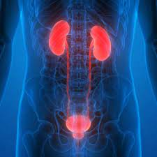 Simak penjelasan dan saran ahli agar batu ginjal tak lagi kambuh setelah dioperasi. Lebih Bahaya Batu Ginjal Atau Batu Kandung Kemih