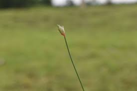 Image result for Abildgaardia ovata