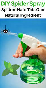 Diy Natural Spider Repellent Keep Spiders Out Of Your Home Natural Spider Repellant Spiders Repellent Diy Natural Products