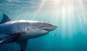 They are found in all cold temperate and tropical waters, from 60°n latitude to 60°s latitude. G6oiabutizysmm