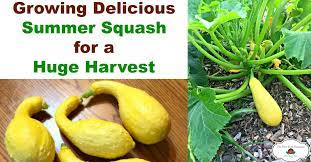 Check spelling or type a new query. How To Grow Summer Squash For Your Best Harvest Ever