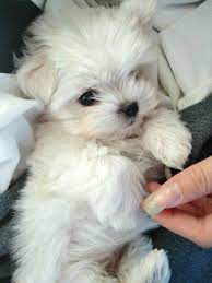 42 wonderful images lovely maltipoo best pictures malta kopegi sevimli kopek yavrulari yavru kopek
