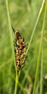 Image result for Carex leptosaccus