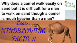 If you want to get a better feeling for how the city is laid out, you___walk downtown and explore the waterfront. How Can A Camel Walk Easily On Sand But We Human Beings Can T Youtube