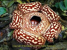 Rafflesia Carrion Flower Planting Flowers Unique Flowers