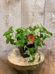 Maybe you would like to learn more about one of these? Organic Cat Nip Plant In Toronto On The New Leaf Flowers Gifts