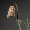 This bird nests in cavities. Https Encrypted Tbn0 Gstatic Com Images Q Tbn And9gcrjypvcogfd45rfm9y3upwmepke Clvk5gsj1p E8p L5caxuh Usqp Cau