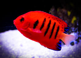Flame Angel Care Sheet Saltwateraquarist Com