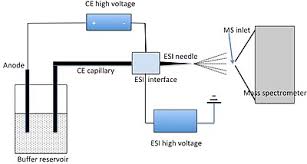 capillary electrophoresis mass spectrometry wikipedia