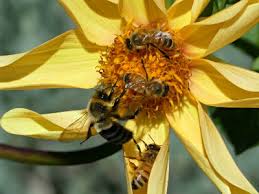 Maybe you would like to learn more about one of these? Top 5 Plants For Late Season Nectar Keeping Backyard Bees Nectar Sources