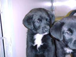 Lab And Border Collie Mix 3 Yogi Best Dog Breeds Border Collie Mix Pup
