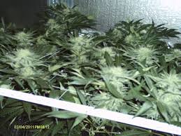Pin By Stankx On Grow Lights Grow Lights Plants Garden