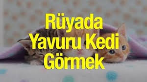 ruyada yavru kedi gormek nasil yorumlanir ruyada yavru kedi olusu youtube