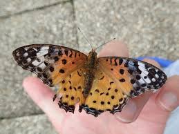 オレンジ 色 の 蝶