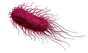 Image result for Shigella