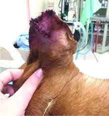 Figuring out the best course of action in a moment of fear and confusion can be difficult, but it's important to remain calm and resolved for your injured pup. How To Treat Dog Wounds Whole Dog Journal