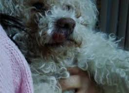 Image result for mastocytoma in dogs