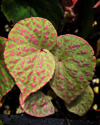 Image result for Begonia macrocarpa