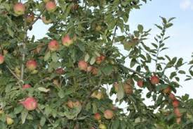 This can make for smaller fruit, uneven development, and reduced productivity. How To Grow Apple Trees Stark Bro S