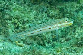 Image result for Tinnea galpinii