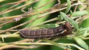 Maybe you would like to learn more about one of these? Tersa Sphinx Caterpillar Youtube