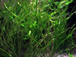 Echinodorus Vesuvius An Oddball Sword Plant With A Twist Best Aquarium Fish Plants Red Plants