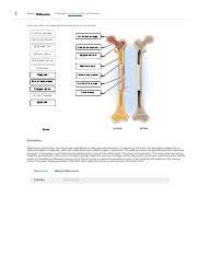 The diaphysis and the epiphysis.the diaphysis is the tubular shaft that runs between the proximal and distal ends of the bone. 9 Png Drag Each Label Into The Proper Position To Identify The Type Of Bone Described Made Up Of Osteons Composed Of Also Called Cortical Visible Course Hero