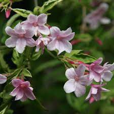 Here, we're sharing pink jasmine care and growing tips, plus a video to guide the gardeners out there. Buy Jasmine Jasminum Stephanense 24 99 Delivery By Crocus