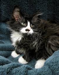 Despite their softness and beauty, longhaired cats may not be right for everyone. Hi Top A Gorgeous Girl Tuxedo Kitten Long Hair Smudge N Flickr
